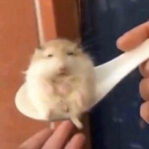 Meet your Posher, Mae